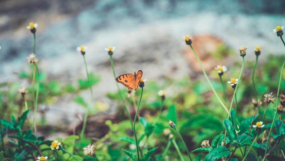 brown and black butterfly on yellow and white butterfly during daytime