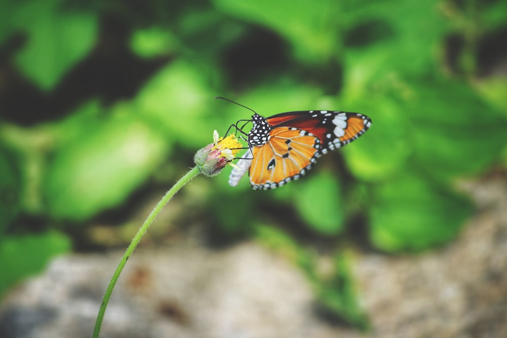 Queen butterfly perching on yellow flower during daytime