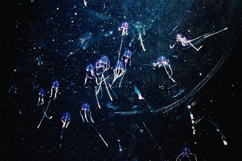 Bioluminescence