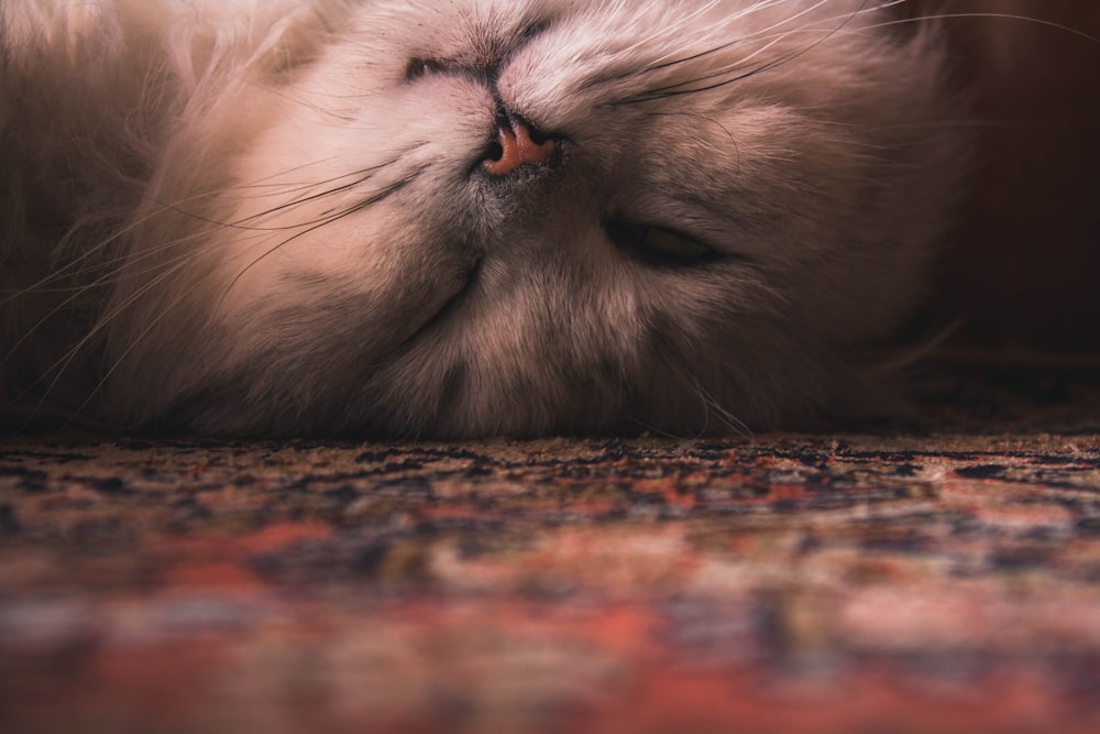 long-fur cat rolling over on floor with rug closeup photography