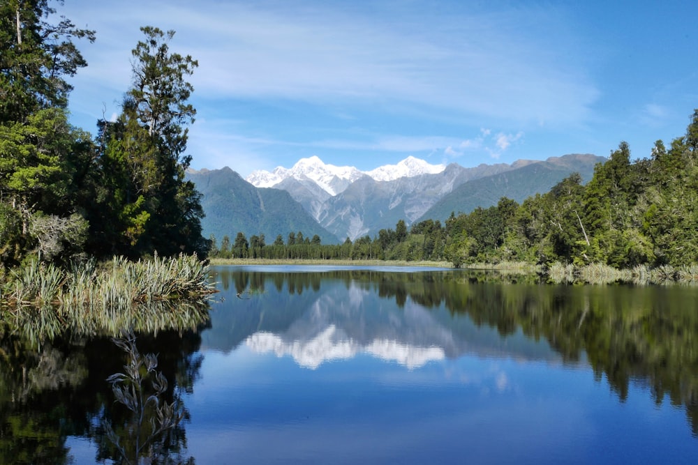 Arbres à feuilles vertes près d’un plan d’eau pris à Daytim