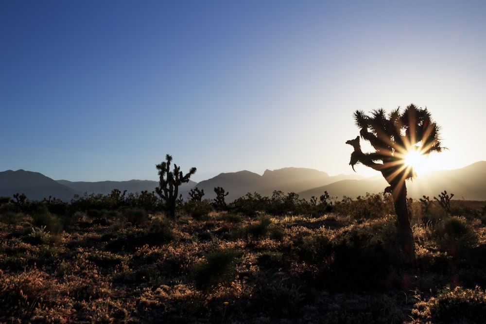 Campo vazio com sol e montanha como foto de fundo