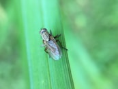 closeup photography of winged insect