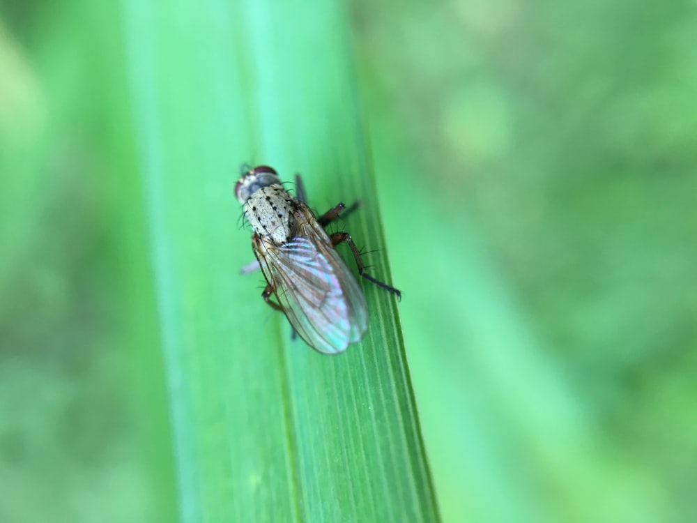 closeup photography of winged insect