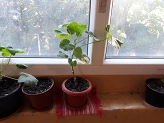 A bright kitchen window sill adorned with herbs in terracotta pots.