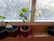A bright kitchen windowsill lined with thriving potted plants in coco peat soil.