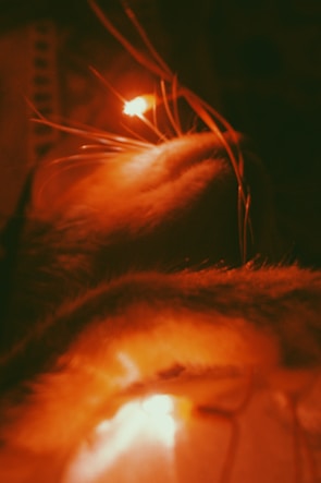 Close-up of a cat being lovingly comforted during a checkup with warm lighting