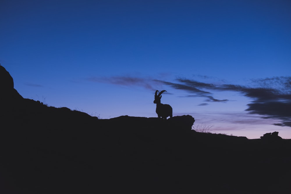 Silhouette eines Bergwidders auf einer Felsformation während des Sonnenuntergangs