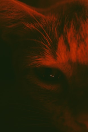 A close-up photo of a cat's curious eyes, softly lit with warm neutral colors.