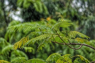 macro shot photography of tree during daytime while raining