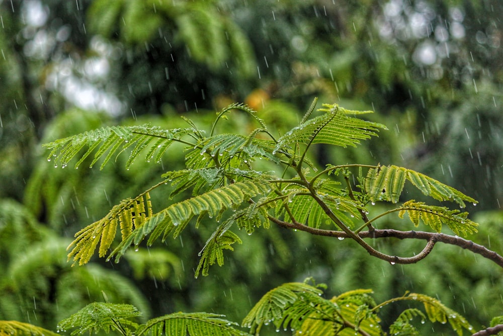 Fotografía macro de un árbol durante el día mientras llueve