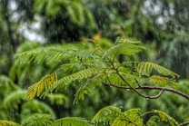 Green fern-like leaves are depicted with raindrops gently falling on them, creating a fresh and serene atmosphere. The background is a blur of lush greenery, enhancing the vibrant and wet appearance of the natural setting.