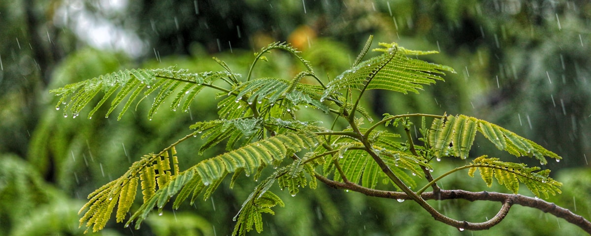 macro shot photography of tree during daytime while raining