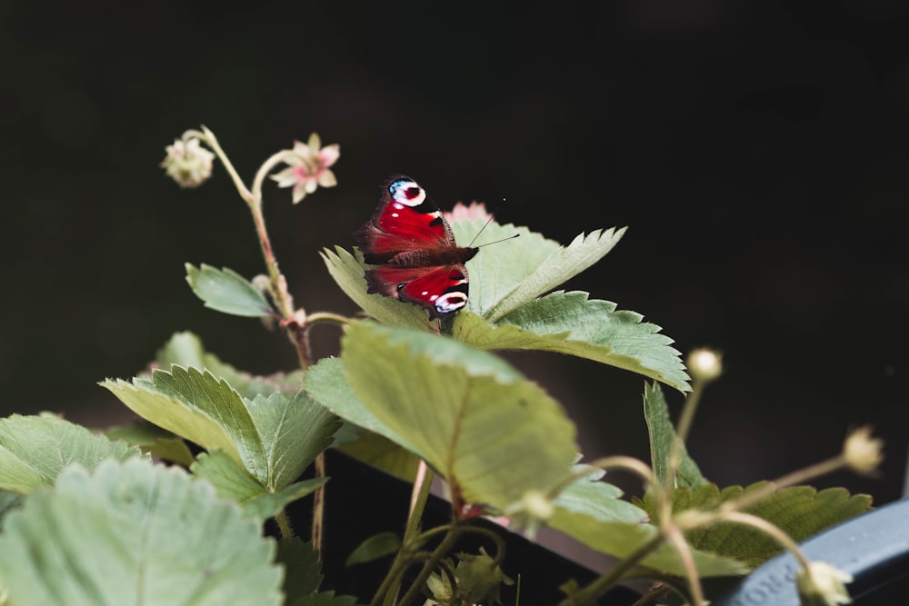 mourning cloak butterfly macro photography