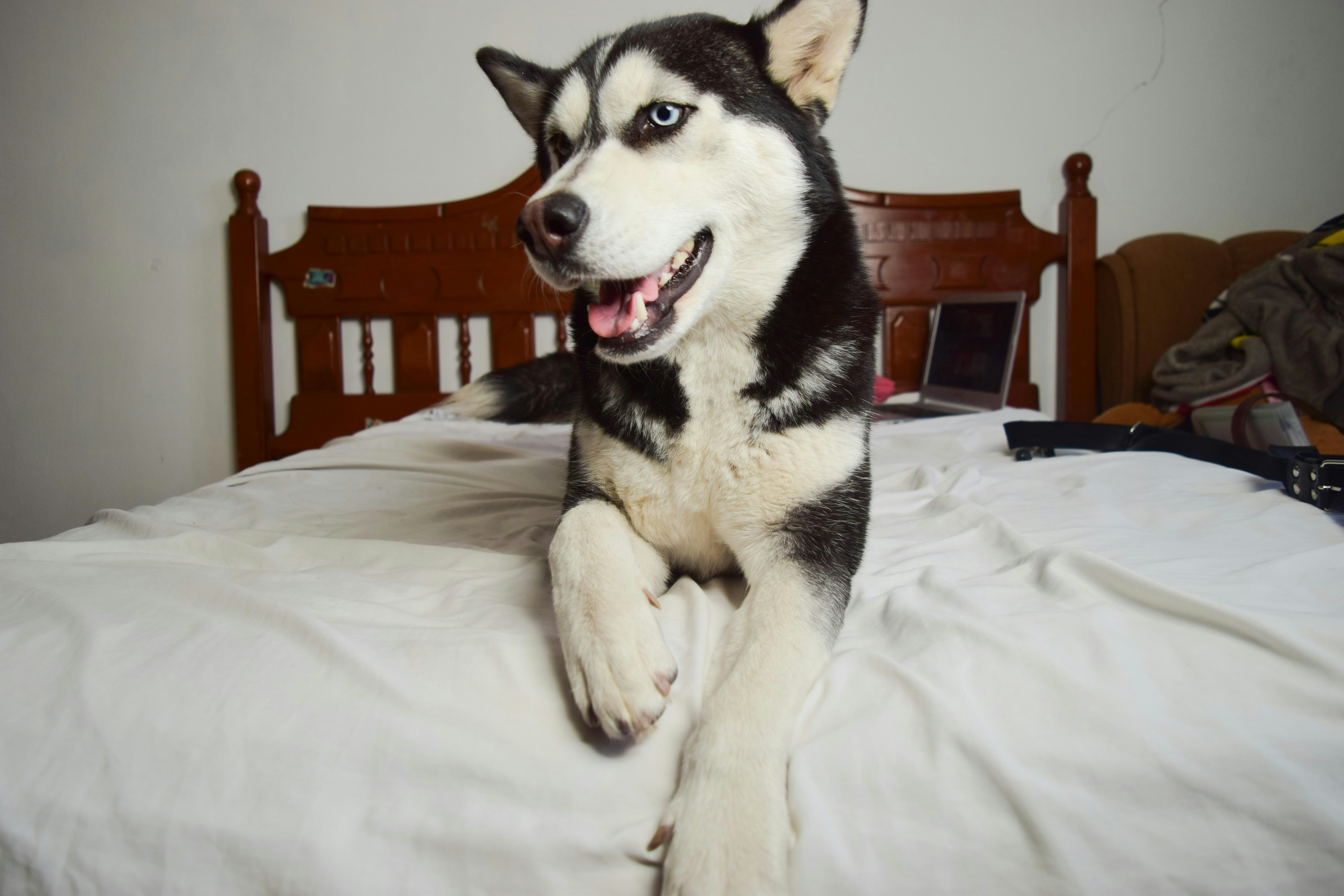 Why Does My Husky Puppy Keep Peeing Inside? Explore 9 Causes!