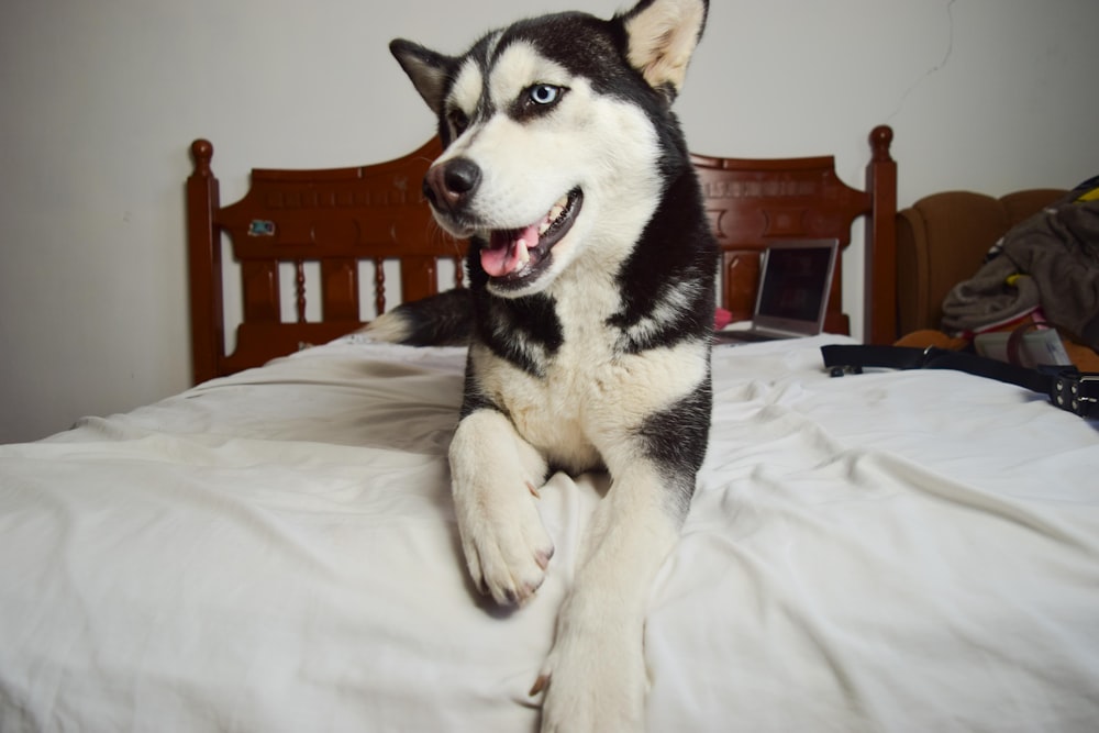 black and white husky on white bed