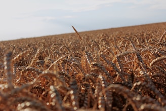 brown grain field