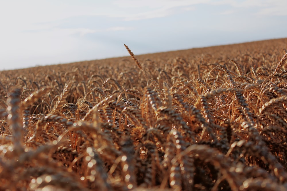 brown grain field