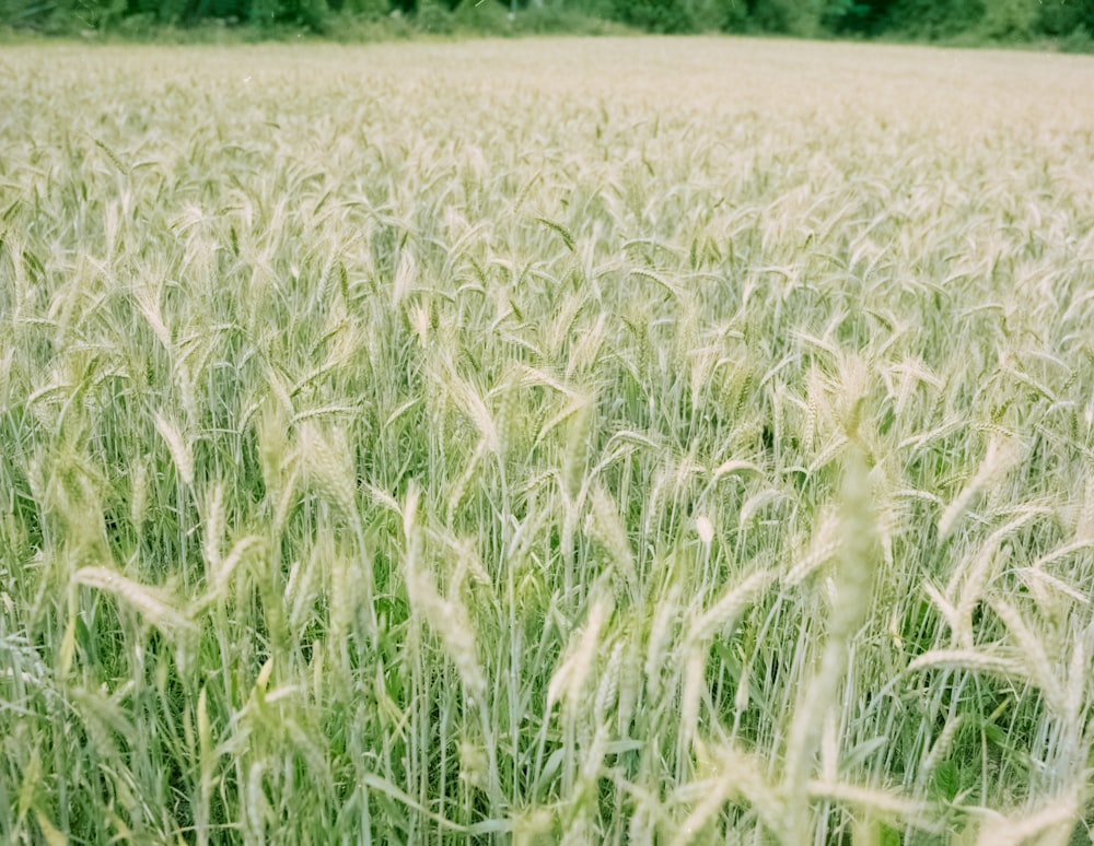 white flower field