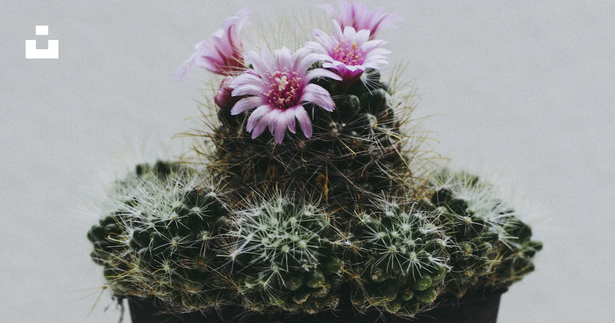 白い鉢にピンクの樽サボテンの花の写真 – Unsplashの無料工場写真