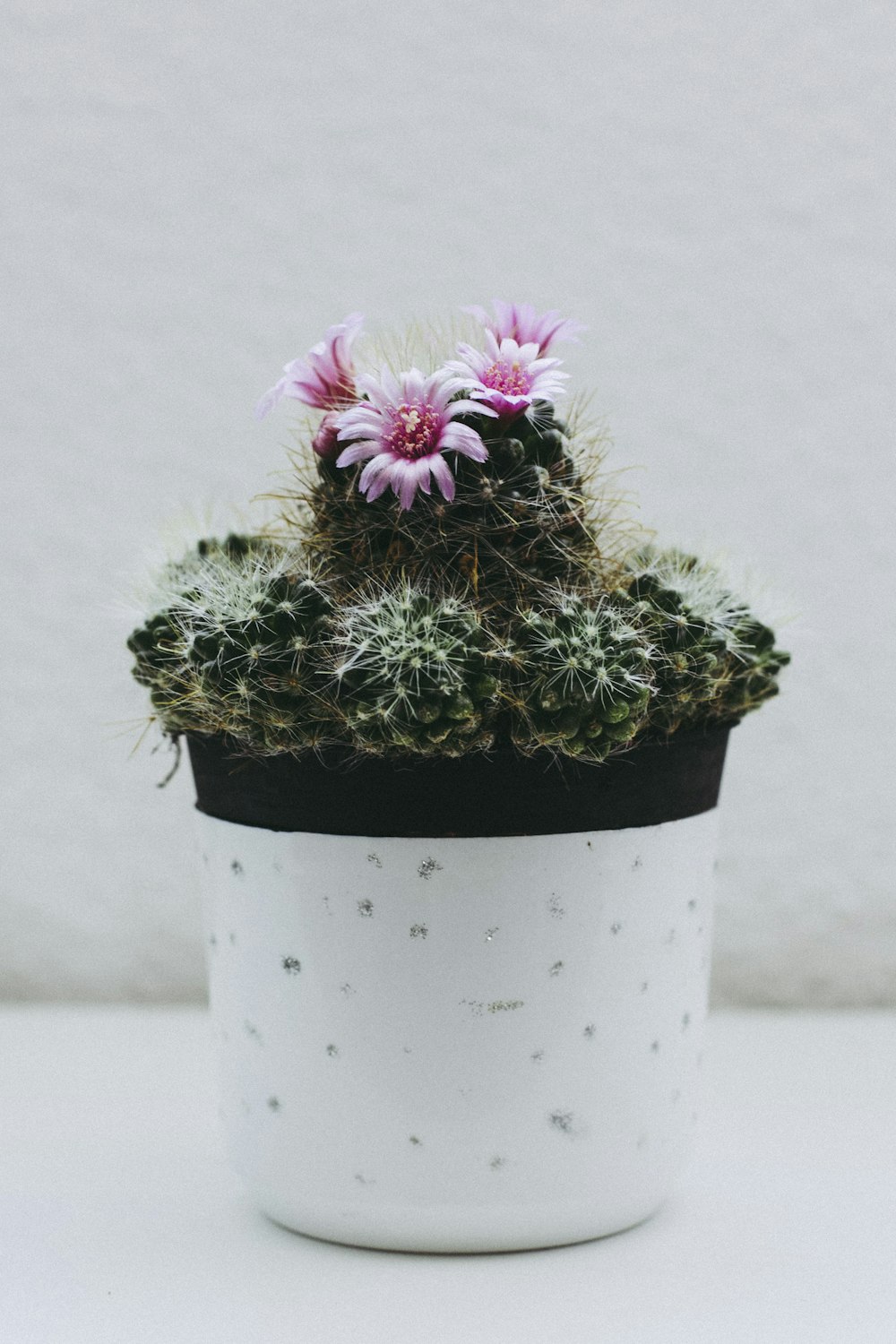 pink barrel cactus flowers in white pot