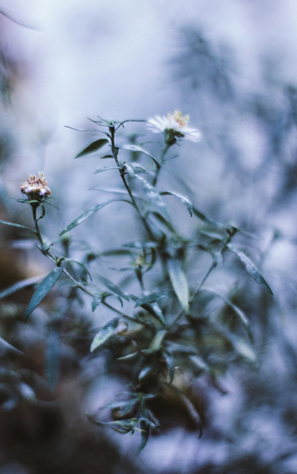 macro shot photography of flowers