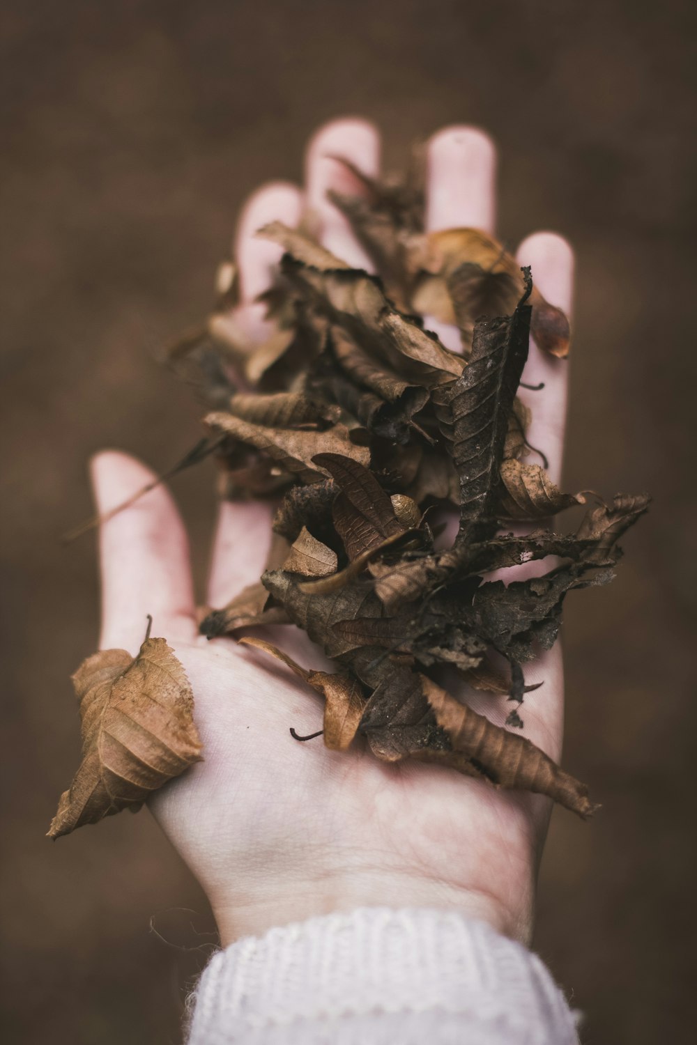 dried leaves in person's palm