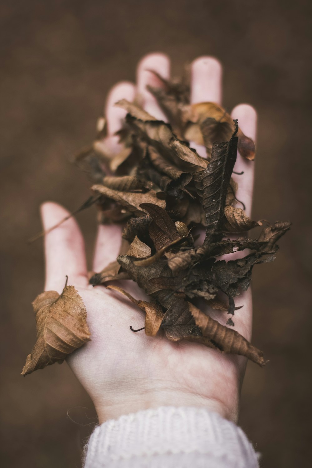 Getrocknete Blätter in der Handfläche