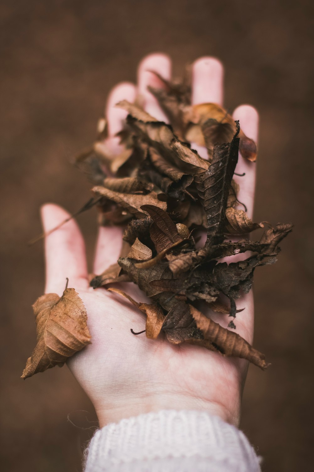 dried leaves in person's palm