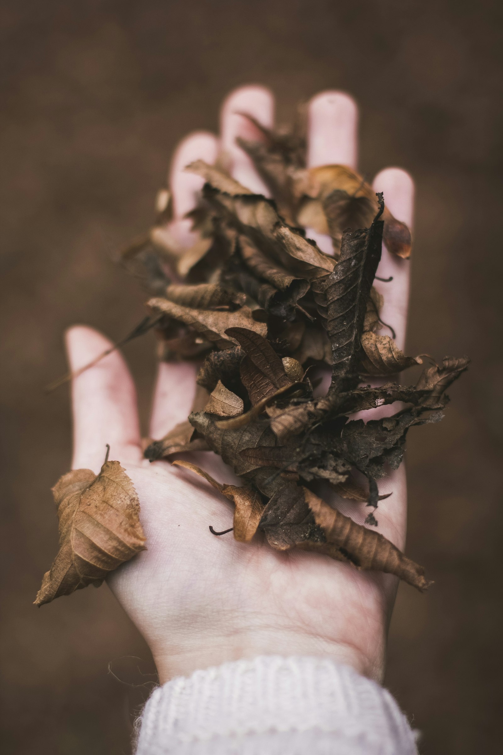 Canon EOS 60D + Canon EF 50mm F1.4 USM sample photo. Dried leaves in person's photography