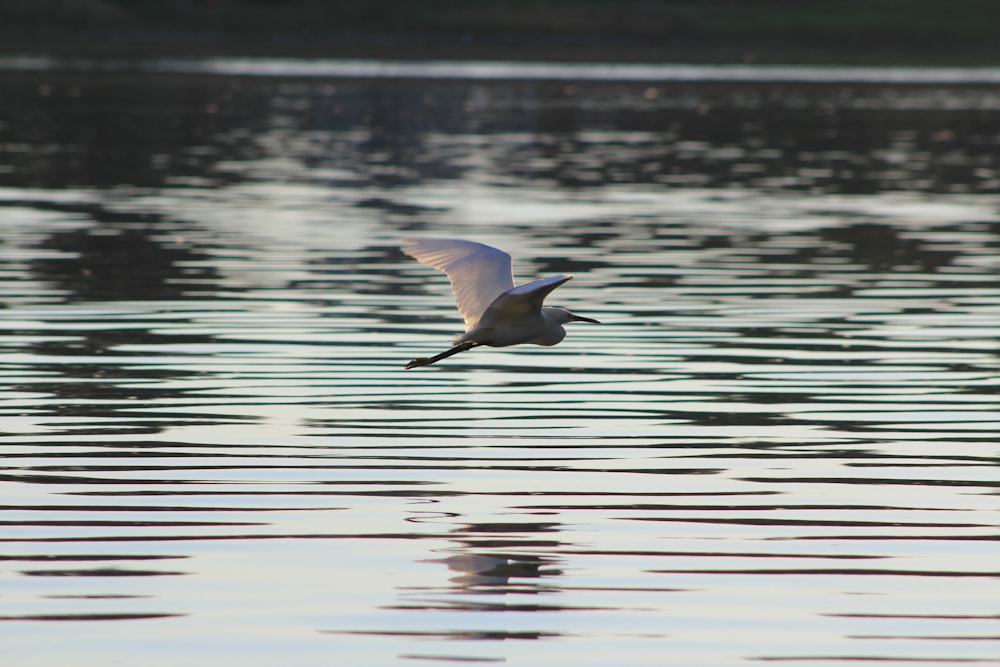 uccello grigio che vola sopra lo specchio d'acqua