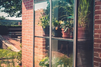 Cozy storefront of u street greenery on a sunny day with green plants visible through the windows.
