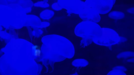 blue jellyfishes in Las Vegas United States