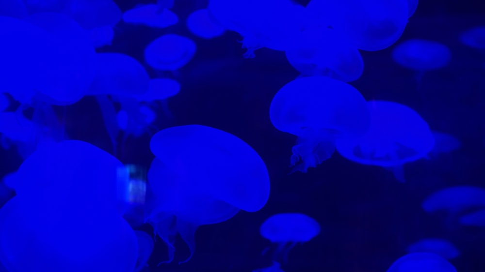 blue jellyfishes