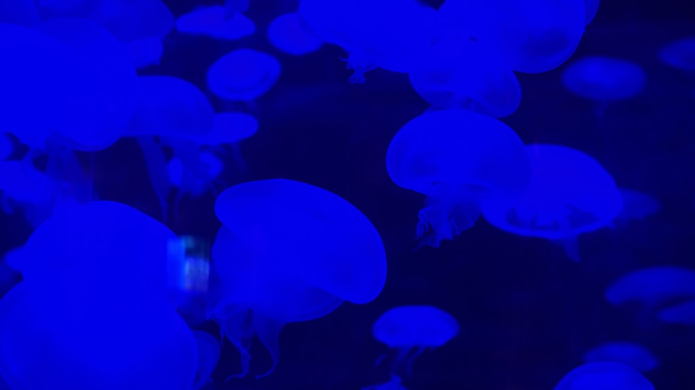 medusas azules