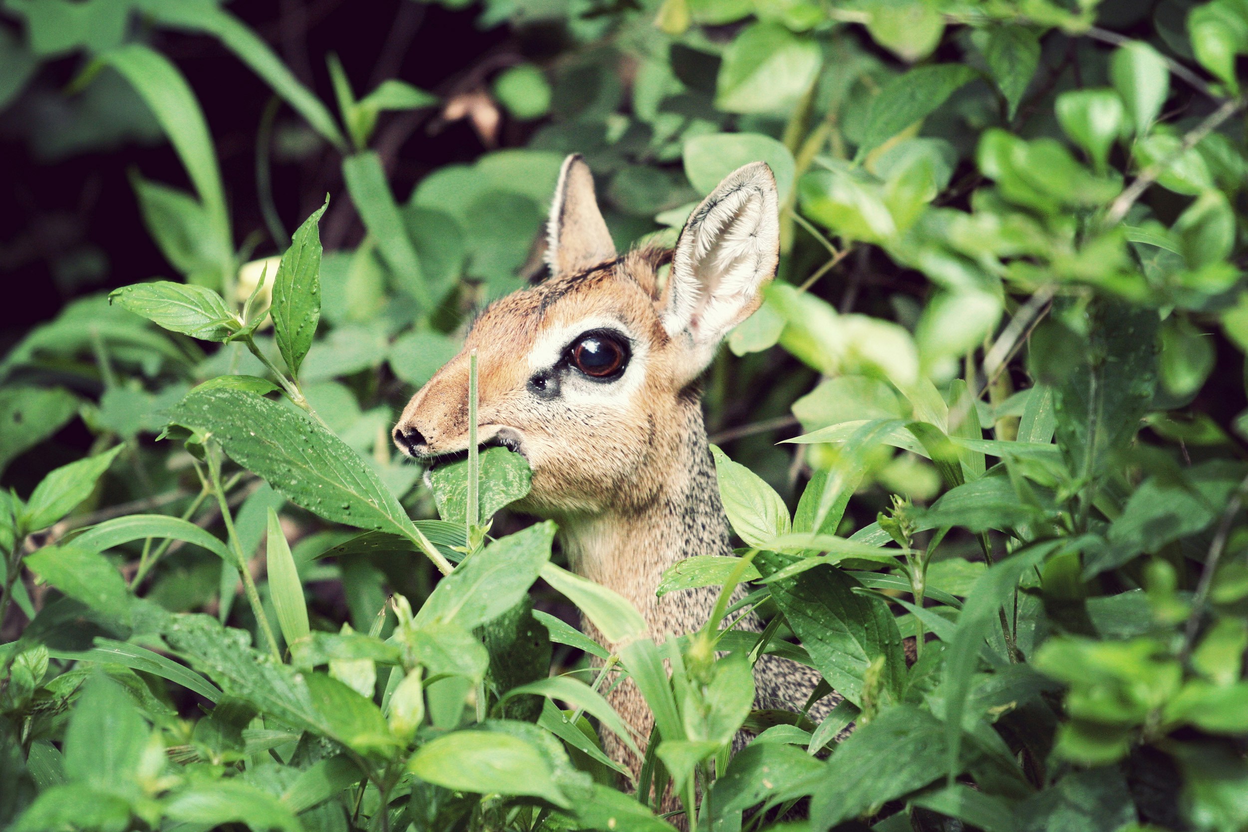 brown and gray deer on green leaf, We came upon this tiny, deer-like creature while walking from our safari tent to the main lodge one afternoon. Dik diks are nervous and rare to see up close, so we felt privileged to observe this one from less then 10m away.
