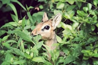 An okapi peeking curiously from behind a tree trunk, showcasing its large, expressive eyes.