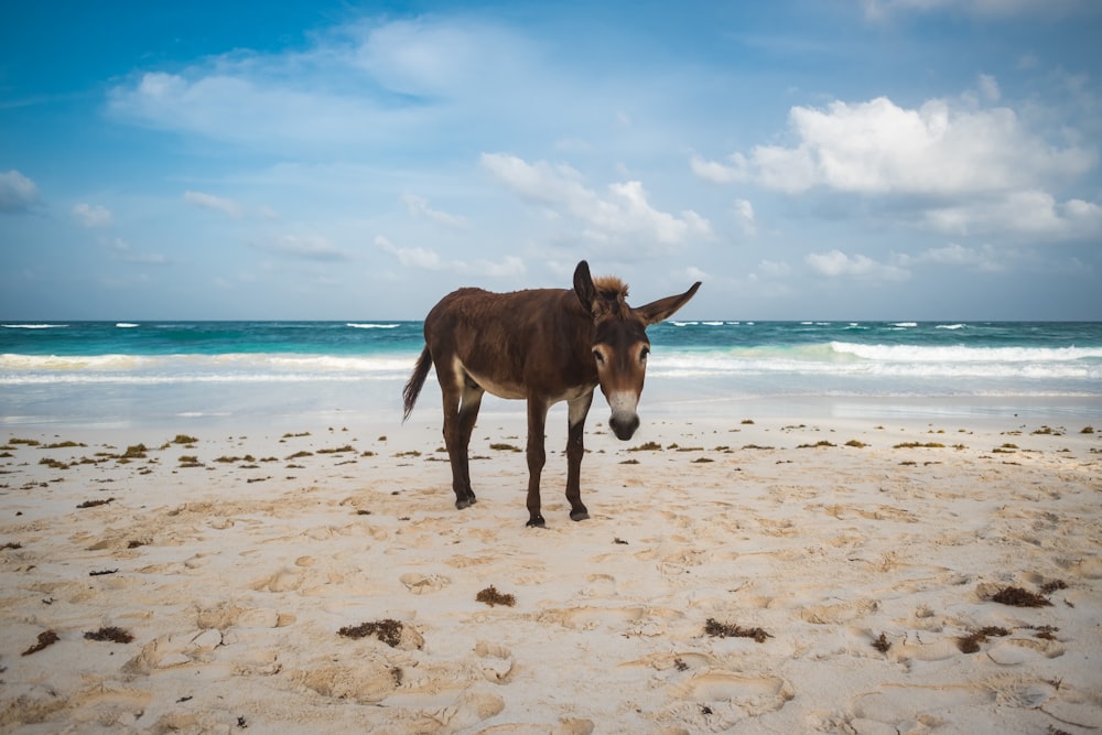 Brauner Esel in der Nähe des Strandes während des Tages Foto