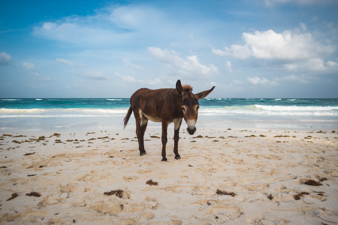tree mallow soil, coarse sand, brown donkey near beach during daytime photo