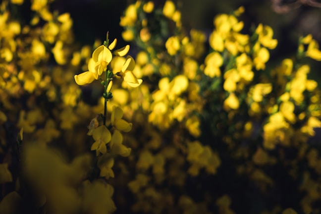 Artistic shot of colorful flowers with a shallow depth of field
