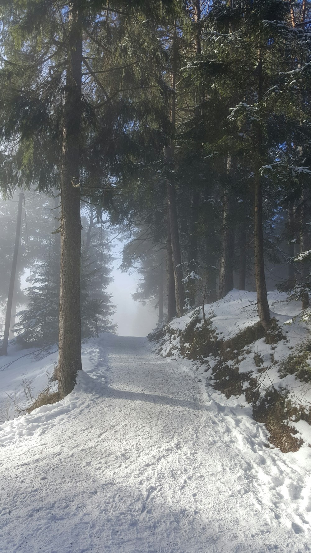 green pine trees with snows