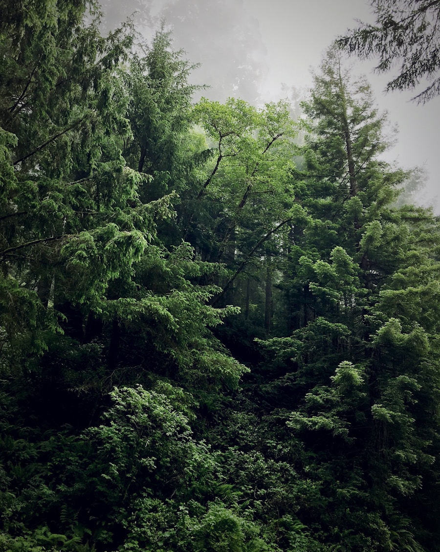 Light falling through a high forest canopy