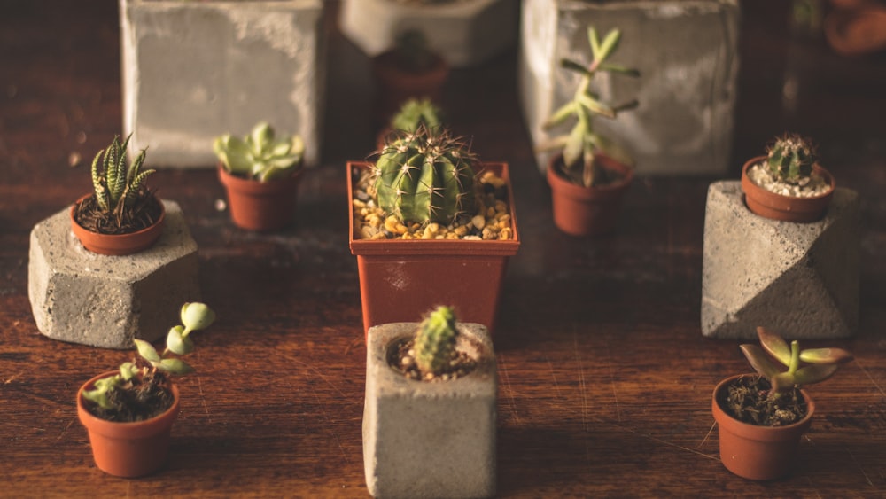 several cactus plants in macro photography