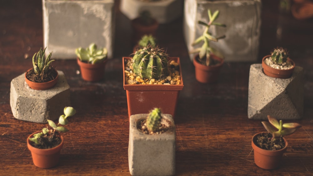 Varias plantas de cactus en la fotografía macro
