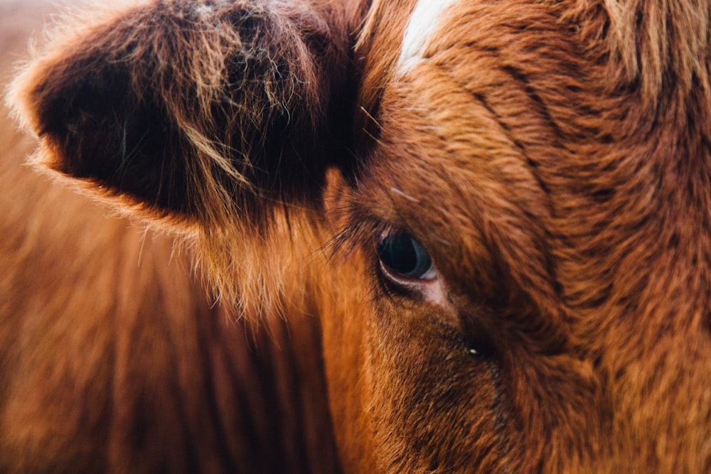 photography of right brown cow's eye