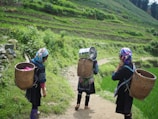Three individuals walk along a dirt path through lush, green agricultural terraces. They wear traditional clothing with colorful patterns and carry large woven baskets on their backs. The central person is balancing a shiny metal container.