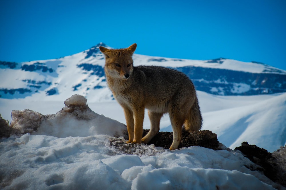 red fox near snowy mountain under blue sky