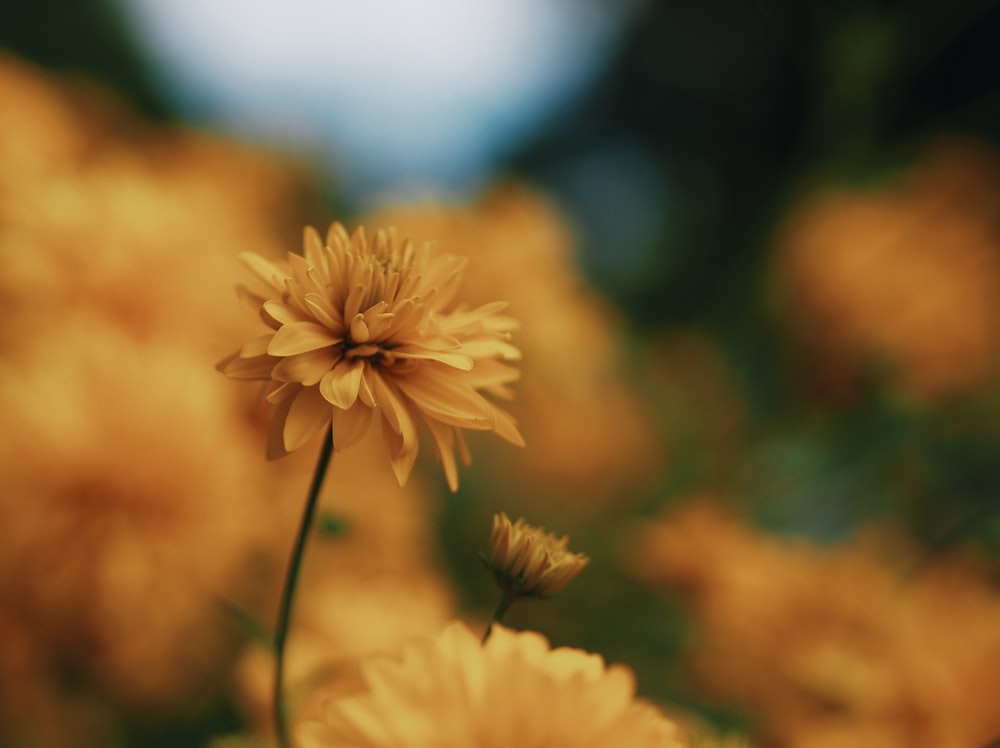 Gelbblättrige Blume auf selektiver Fokusfotografie
