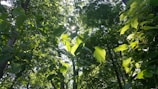 Sunlight filtering through the leaves of a small, growing forest patch restored by jvmuk.