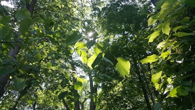 Sunlight filtering through the leaves of a small, growing forest patch restored by jvmuk.